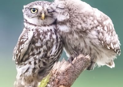 Mama Owl Gets a Kiss